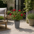 3L Red Patio Rose in Decorative Pot Outdoor Garden & Patio Plant Plants By Post