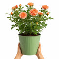 5L Rose Many Happy Returns Peach Rose Bush - Beautiful Flowering Garden Plant Plants By Post