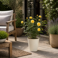 3L Yellow Patio Rose Outdoor Flowering Plant in Decorative Pot