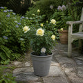 3L Silver Anniversary Yellow Rose Bush - Beautiful Flowering Plant Gift Plants By Post