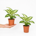 Dieffenbachia Compacta Dumb Cane 12cm Pot Plants By Post