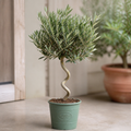 5L Spiral Olive Tree 100/110cm Tall Evergreen Mediterranean Tree