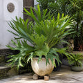 Platycerium Bifurcatum Staghorn Fern 17cm Pot – Pet Friendly Indoor Houseplant Plants By Post
