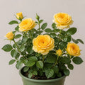 3L Golden Wedding Yellow Rose Bush - Beautiful Flowering Plant Gift Plants By Post