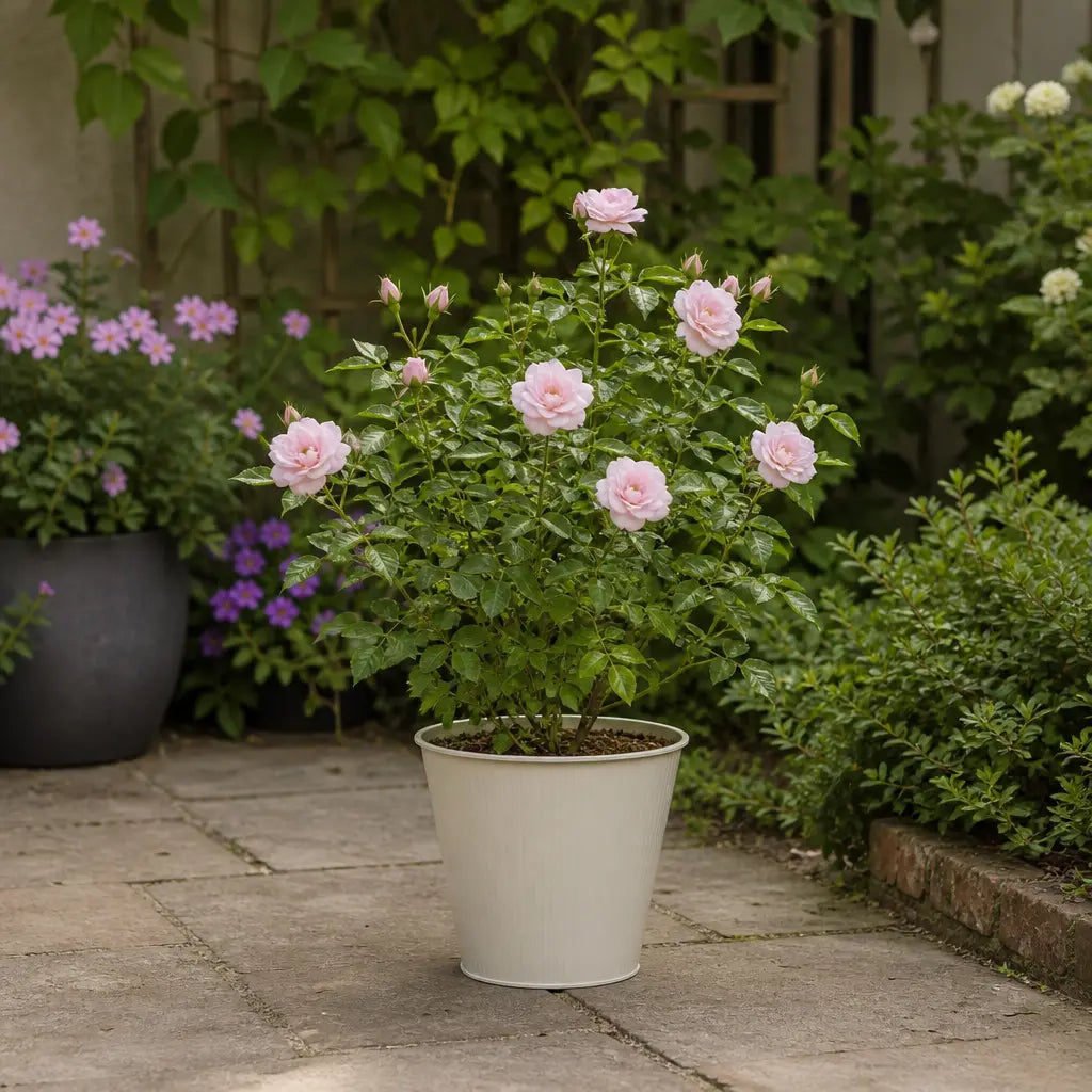 3L Happy Silver Wedding Light Pink Rose Bush - Beautiful Flowering Plant Gift Plants By Post