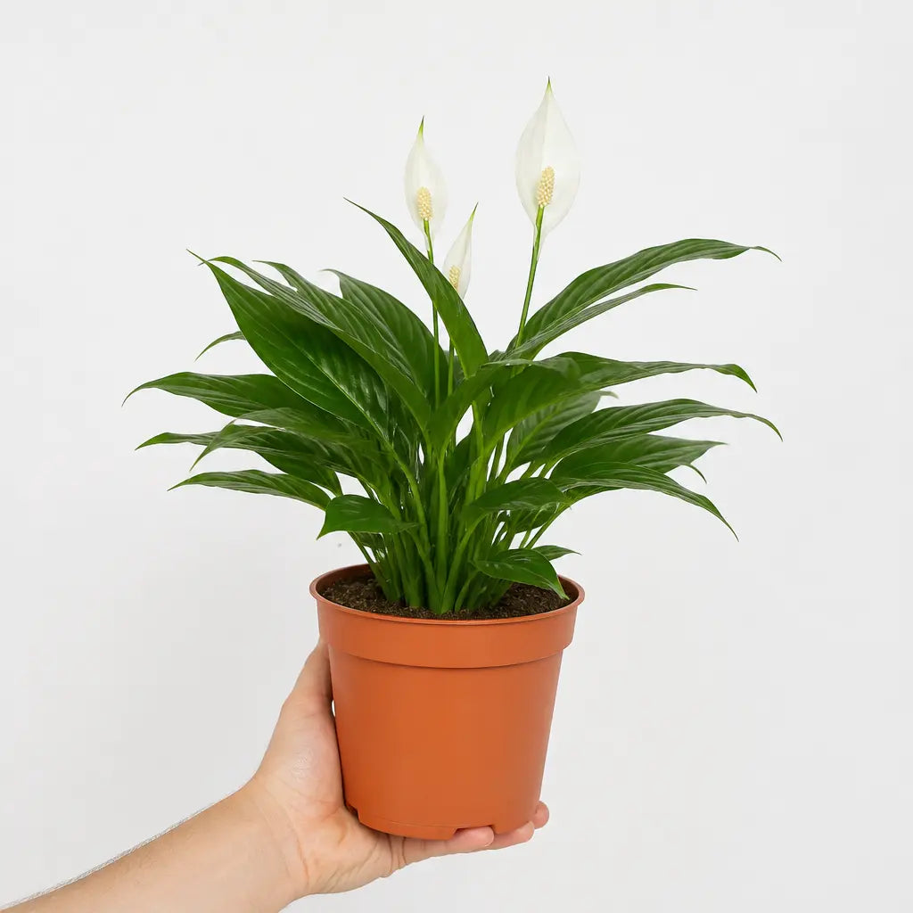 Spathiphyllum Peace Lily 17cm Pot – Easy Care Flowering Indoor Houseplant Plants By Post