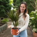 Dracaena Marginata 3 Stem Dragon Tree 19cm Pot – Easy Care Large Indoor Houseplant Plants By Post