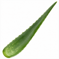 Aloe Vera Plant 12cm Pot for Indoors - Medicinal Houseplant Plants By Post