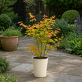3L Acer Orange Leaf in Pot Outdoor Tree for Patio & Garden