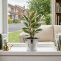 Ficus Tineke Rubber Plant – Elegant Variegated Green and Cream Indoor Houseplant Plants By Post