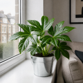 Fatsia Paper Plant 12cm Pot - Air Purifying Plant Plants By Post