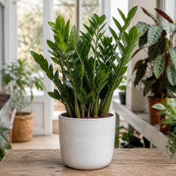 Zamioculcas Zamiifolia ZZ Plant 5L – Low Maintenance Indoor Houseplant Plants By Post