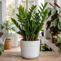 Zamioculcas Zamiifolia ZZ Plant 5L – Low Maintenance Indoor Houseplant Plants By Post