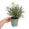 Olive Planter Premium Plastic  Green