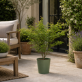 3L Acer Green Leaf in Pot Outdoor Tree for Patio & Garden