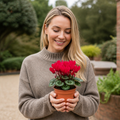 Cyclamen Red 10.5cm Pot Pack of 3 & 6 Flowering Outdoor Plants