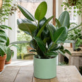 Ficus Robusta Rubber Plant – Elegant Glossy Green Foliage Indoor Houseplant Plants By Post