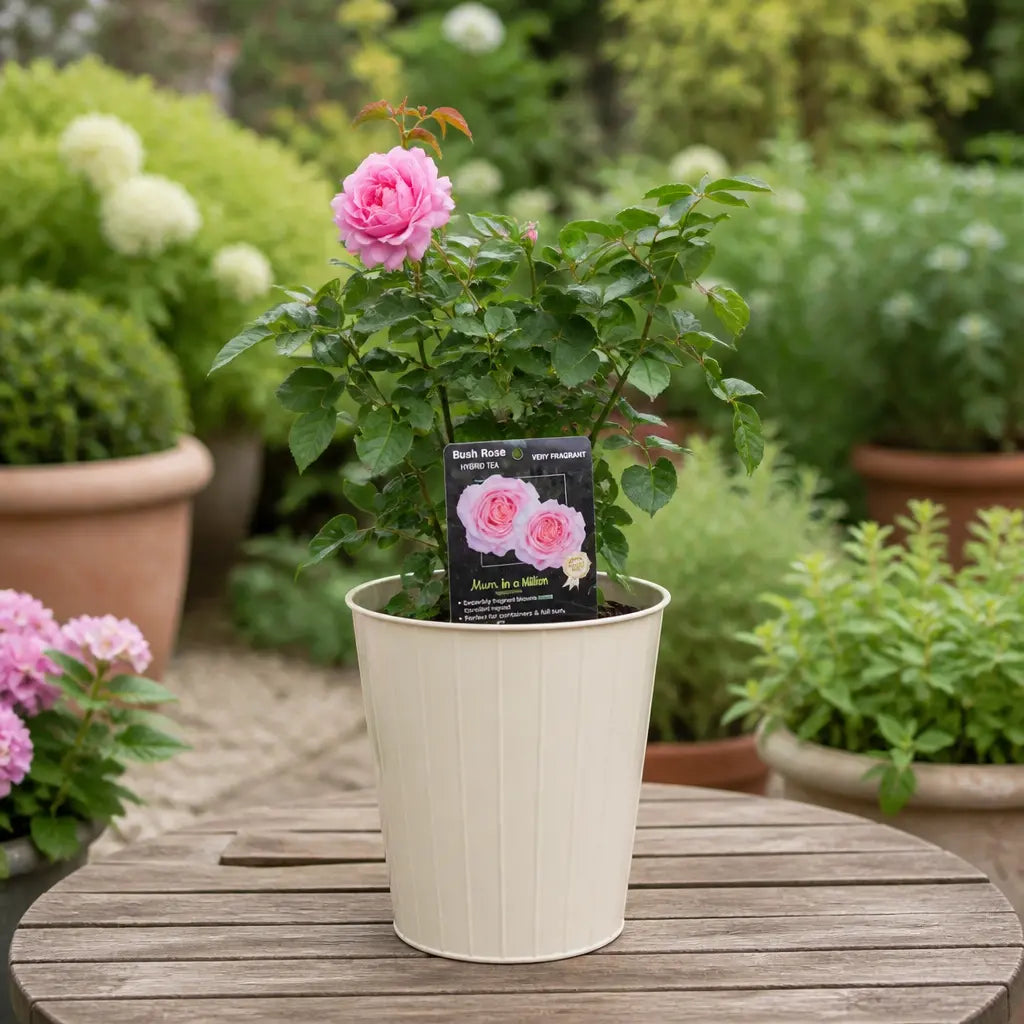 3L Mum In A Million Pink Rose Bush - Beautiful Flowering Plant Gift Plants By Post