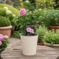 3L Mum In A Million Pink Rose Bush - Beautiful Flowering Plant Gift Plants By Post