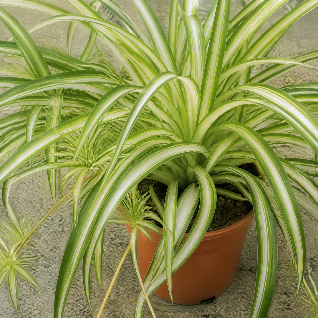 Chlorophytum Spider Plant 12cm - Air Purifying Plant Plants By Post