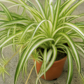 Chlorophytum Spider Plant 12cm - Air Purifying Plant Plants By Post