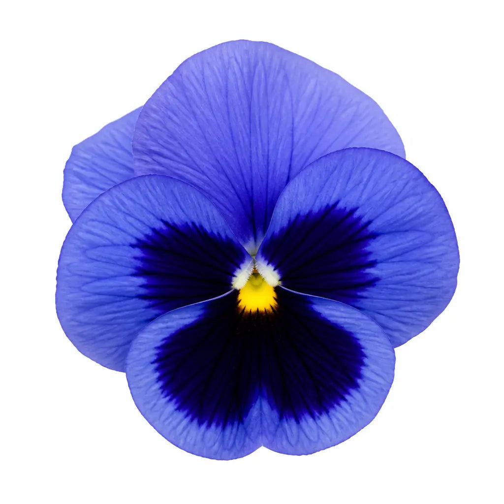 Pansy Delta Pro Deep Blue with Blotch 9 Pack × 2 Spring & Autumn Bedding Plants Plants By Post