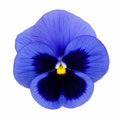 Pansy Delta Pro Deep Blue with Blotch 9 Pack × 2 Spring & Autumn Bedding Plants Plants By Post