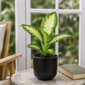 Dieffenbachia Camilla Dumb Cane 12cm Pot Plants By Post