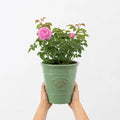 3L Mum In A Million Pink Rose Bush - Beautiful Flowering Plant Gift Plants By Post