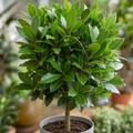 Bay Tree 60-70cm in 2L Pot Laurus nobilis
