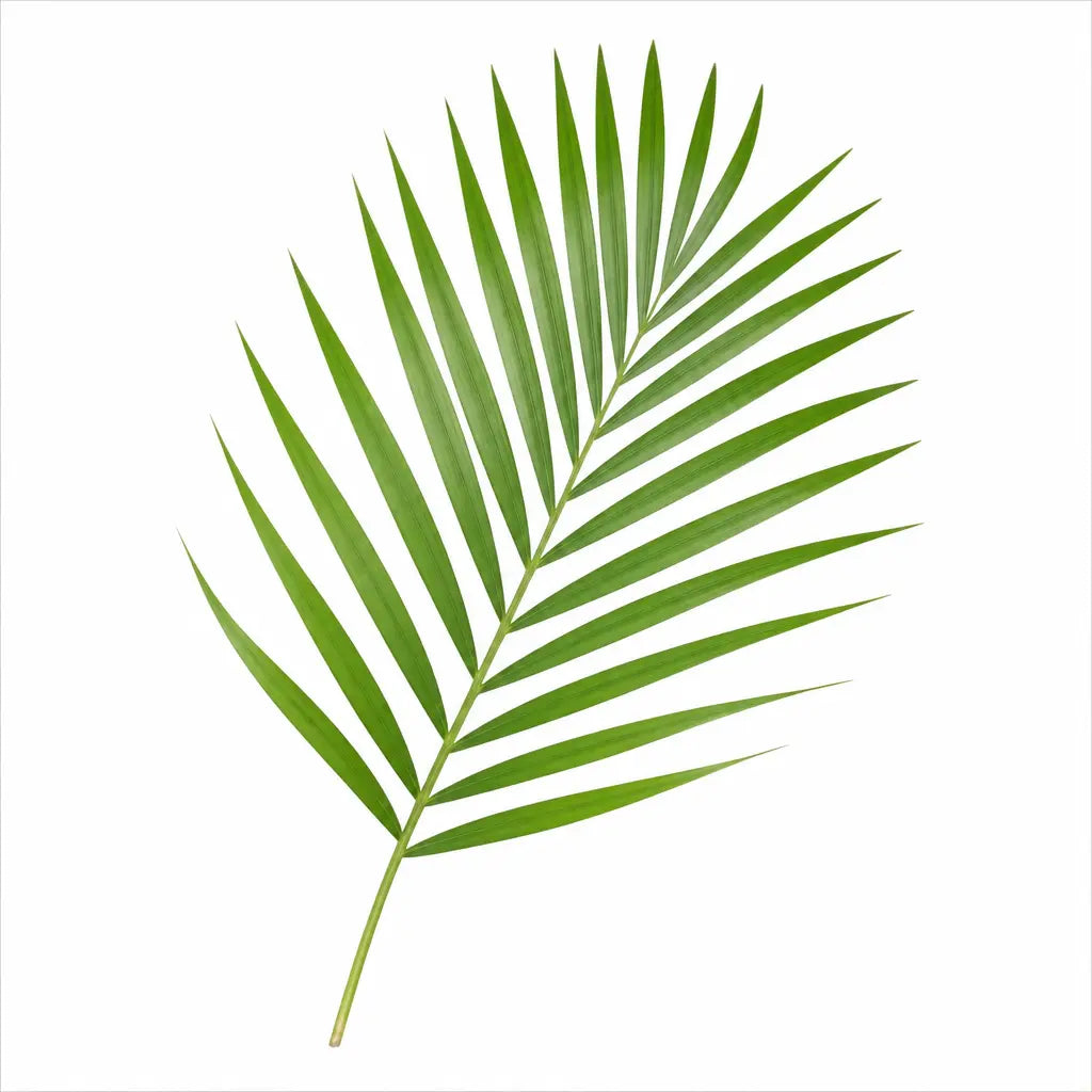 Dypsis Lutens Areca Palm 19cm Pot – Easy Care Large Indoor Houseplant Plants By Post