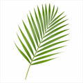 Dypsis Lutens Areca Palm 19cm Pot – Easy Care Large Indoor Houseplant Plants By Post