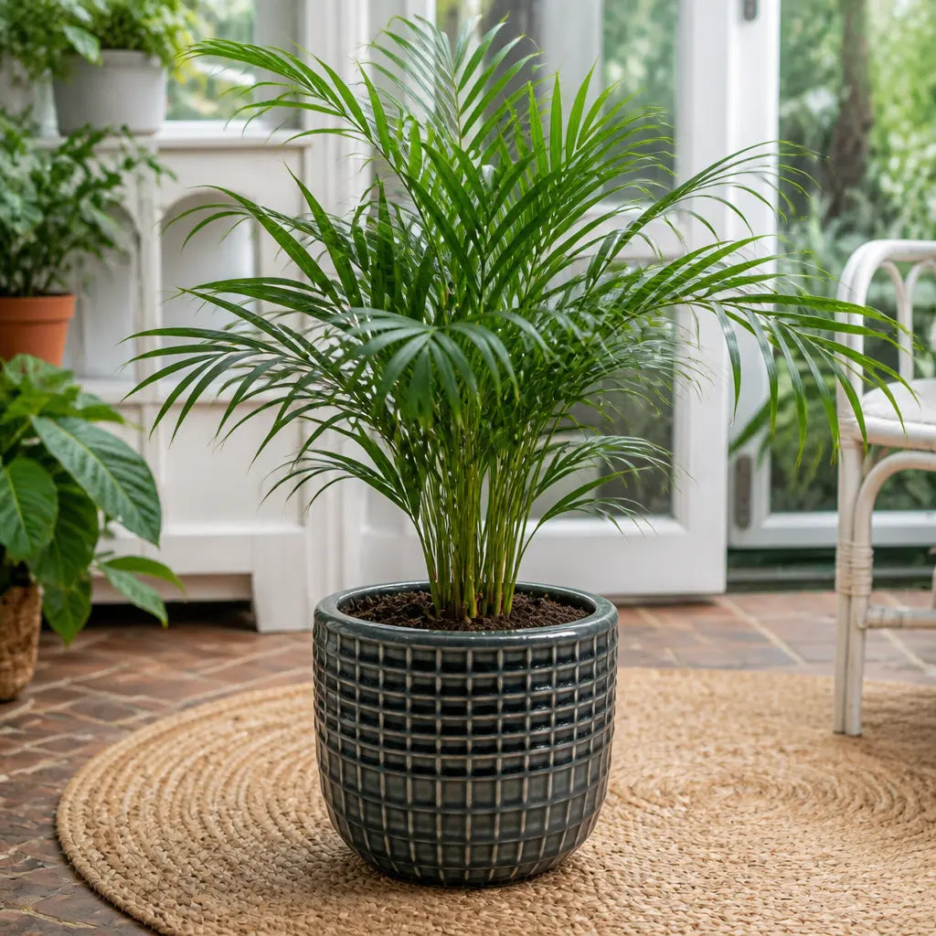 Chamaedorea Elegans Parlour Palm 2L – Elegant Tropical Indoor Houseplant Plants By Post