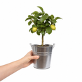 Mini Lemon Tree in 15cm Pot 40-50cm Height Compact Evergreen for Patio and Garden