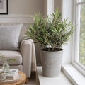 3L Bush Olive Indoor & Outdoor Evergreen