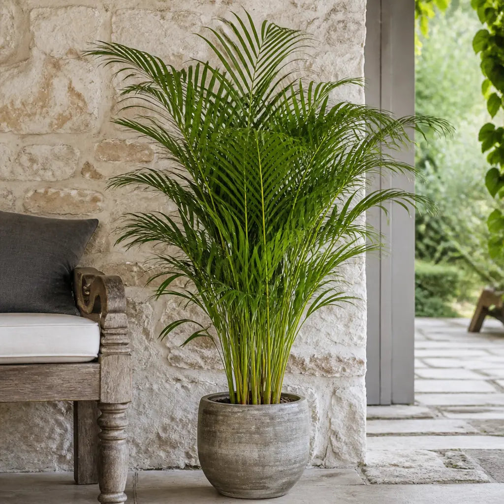 Dypsis Lutens Areca Palm 19cm Pot – Easy Care Large Indoor Houseplant Plants By Post