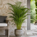 Dypsis Lutens Areca Palm 19cm Pot – Easy Care Large Indoor Houseplant Plants By Post