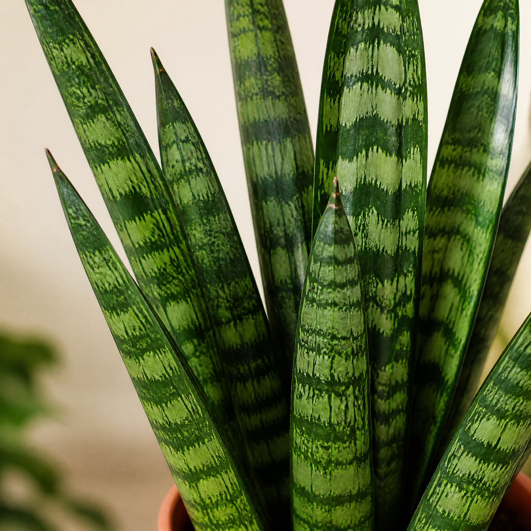 Sansevieria Superba in 12cm Pot | Air-Purifying Snake Plant for Low Light Spaces Plants By Post
