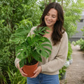 Monstera Deliciosa Cheese Plant 19cm Pot – Easy Care Large Indoor Houseplant Plants By Post
