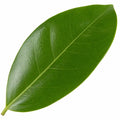 Ficus Moclame Indian Laurel Fig 21cm Pot – Large Indoor Houseplant Plants By Post