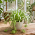 Chlorophytum Spider Plant 12cm - Air Purifying Plant Plants By Post