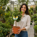 5L Meyer Lemon Tree 80/90cm Indoor & Outdoor Citrus Tree in Pot Plants By Post
