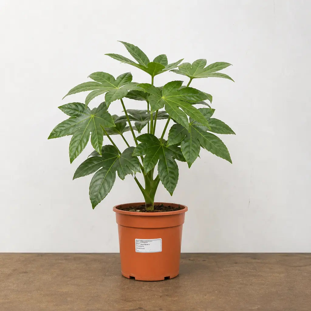 Fatsia Paper Plant 12cm Pot - Air Purifying Plant Plants By Post