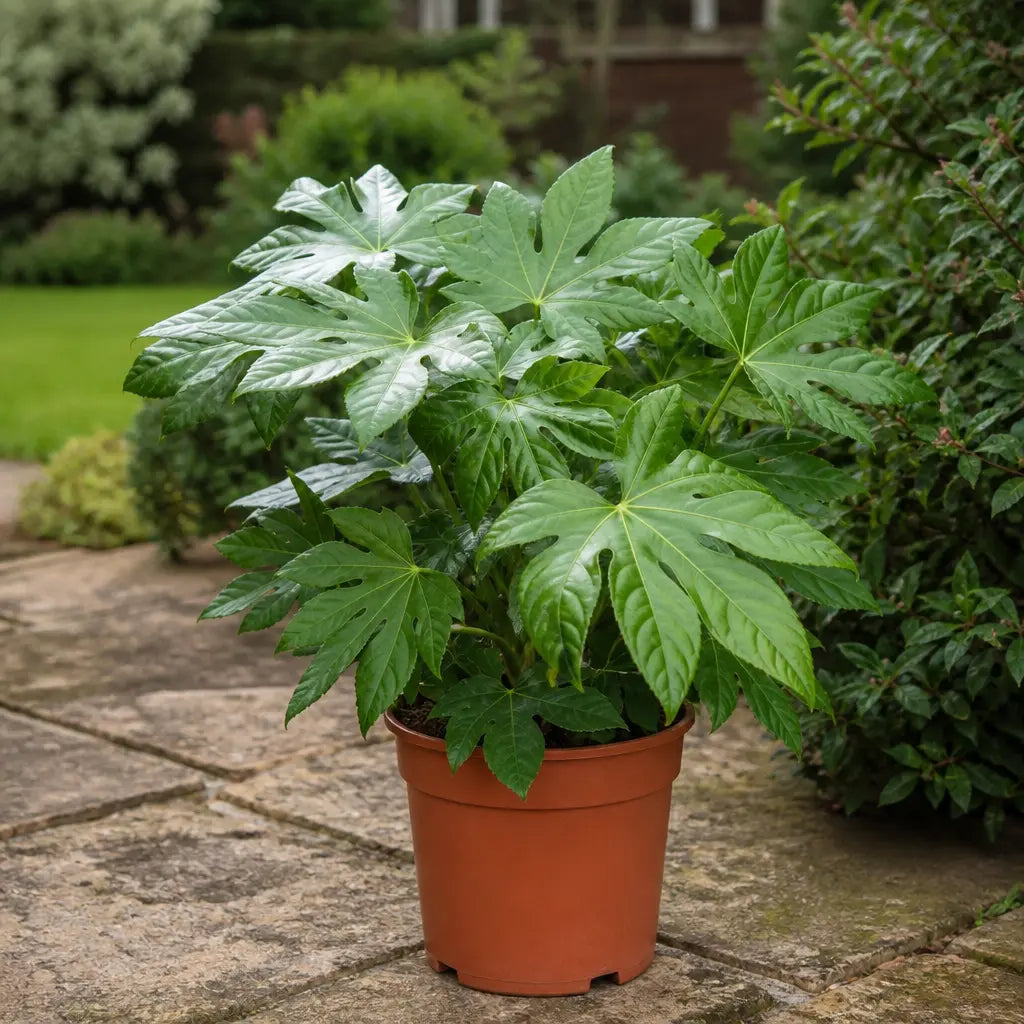 Fatsia Paper Plant 19cm Pot – Large Easy Care Indoor Houseplant Plants By Post