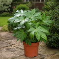 Fatsia Paper Plant 19cm Pot – Large Easy Care Indoor Houseplant Plants By Post