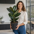 Ficus Robusta Rubber Plant 5L Plants By Post