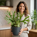 Platycerium Bifurcatum Staghorn Fern – Unique Antler-Shaped Foliage Indoor Houseplant Plants By Post