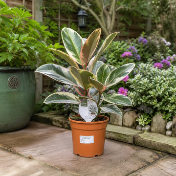 Ficus Tineke Rubber Plant 17cm Pot – Easy Care Indoor Houseplant Plants By Post