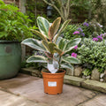 Ficus Tineke Rubber Plant 17cm Pot – Easy Care Indoor Houseplant Plants By Post
