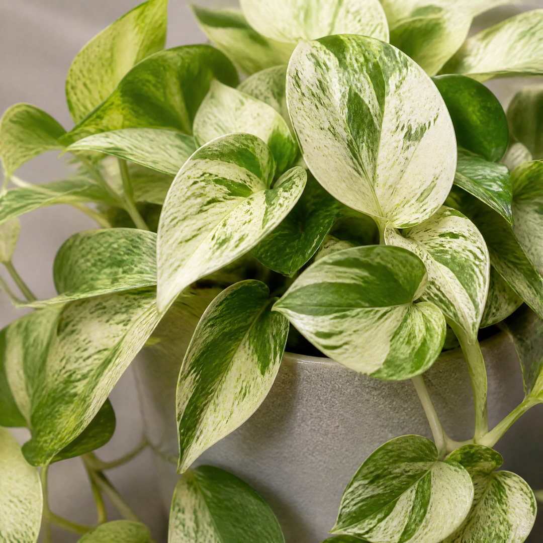 Epipremnum Marble Queen Pothos 12cm Pot Plants By Post